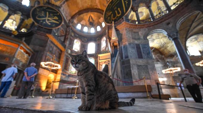 I gatti di Istanbul