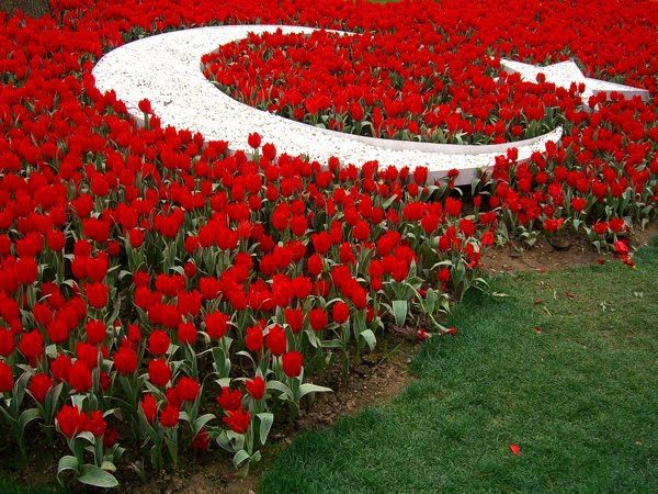 Tulipani Turchia